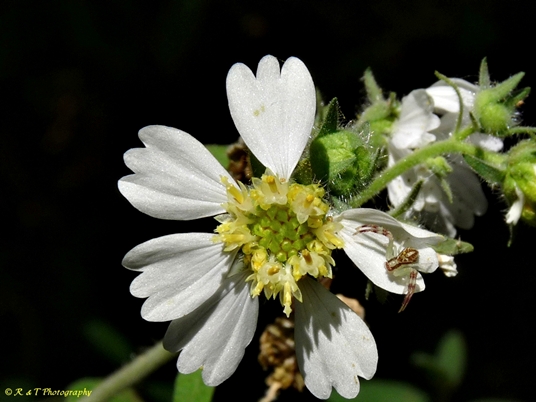 {Polymnia canadensis}